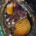 octopus_coconut_can_kbrtk2_v_0239_sul6733.jpg